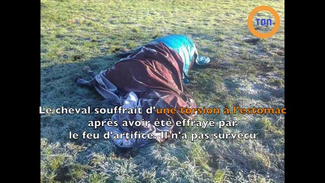 Un cheval perd la vie après un feu d'artifice en Angleterre !