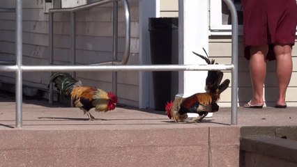 Coqs dans les rues de Key West en Floride