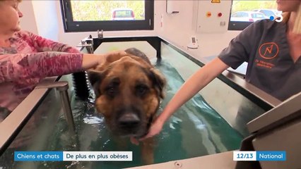 Animaux de compagnie : de plus en plus obèses