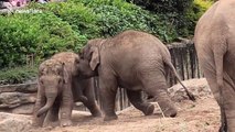 Two baby elephants at Chester Zoo die after contracting virus