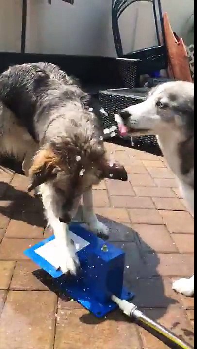 Une fontaine d'eau pour les chiens