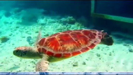 Ha'amatara'a ha'api'ira'a Ora_nō_te_mau_motu _P1