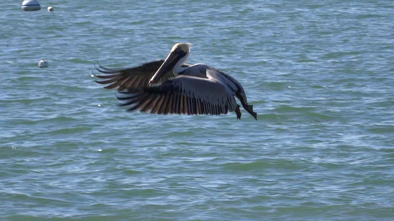 Pélicans en chasse puis séchage au soleil de Floride