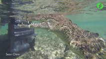 Il plonge au plus près des crocodiles et c'est impressionnant