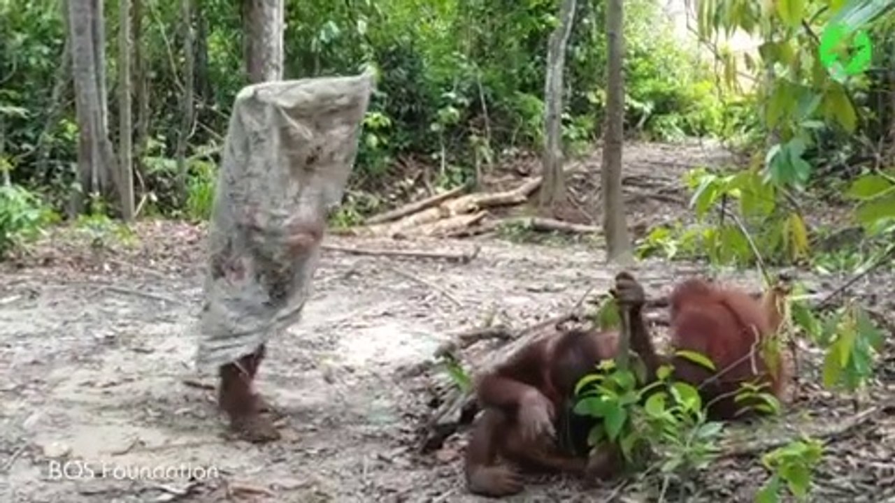 Cet orang-outan a trouvé un sac et s'amuse comme un petit fou