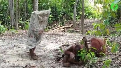 Cet orang-outan a trouvé un sac et s'amuse comme un petit fou