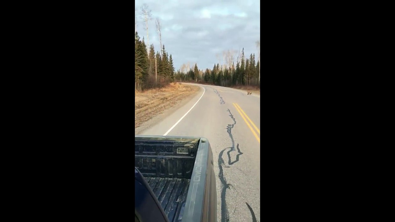 Quand un renard rencontre un lynx sur cette route du canada