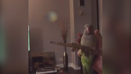 En Argentina vive un lorito que tiene complejo de “Rambo”