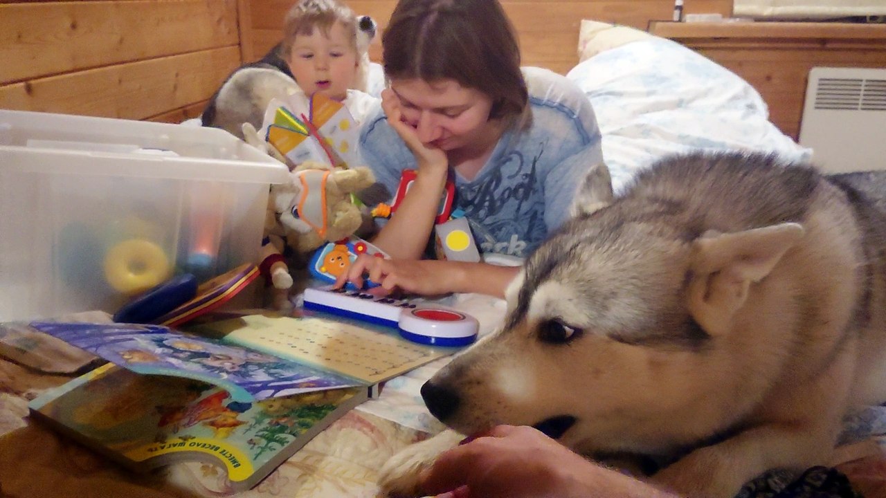 Incredible Husky Concert. Husky howls.