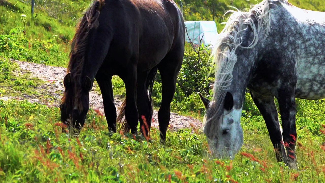 Les chevaux de Miquelon-Langlade