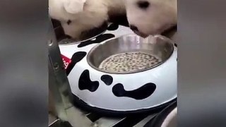 Wait for the end, this puppy is all of us when it's time to eat 