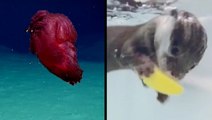 Ocean Explorers Discover 'Headless Chicken Monster' & Wave 'Hello' To The Otter Cam!