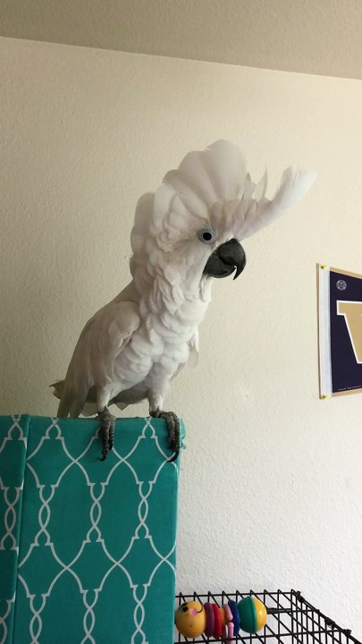Cockatoo or Turkey?