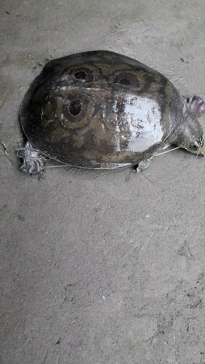 A young tortoise! Guise what - nothing really happens and when it does it is very slowly!!