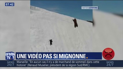 Cet ourson tente désespérément de rejoindre sa mère... sauf qu'il est dérangé par un drone,
