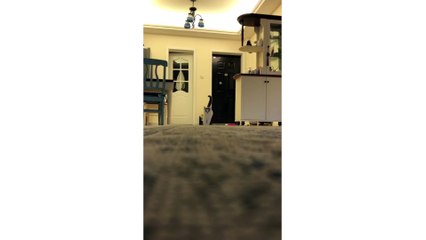 Fashion Cat And Ordinary Cat