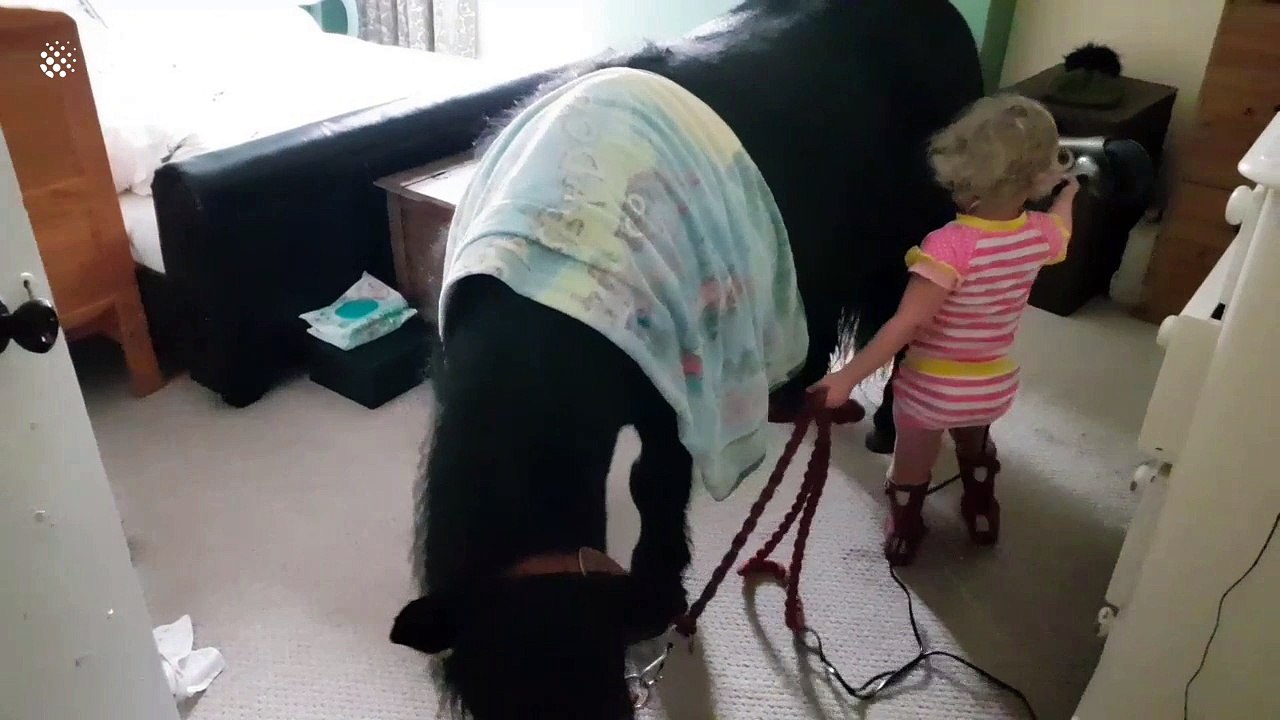 Three-year-old gives Shetland pony a blow dry i...