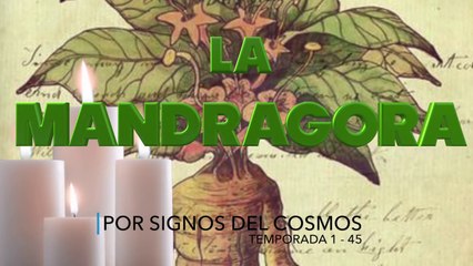 La Mandrágora Historia y propiedades Mágicas. Temporada 1 - 45