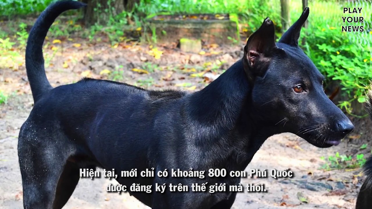 Các con sen đã sẵn sàng điểm qua 9 giống chó đắt nhất thế giới chưa?