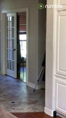 Dog totally mocks teenager's broken leg 'walk'