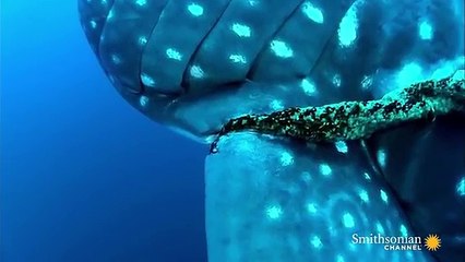 Curious whale shark swims with fisherman