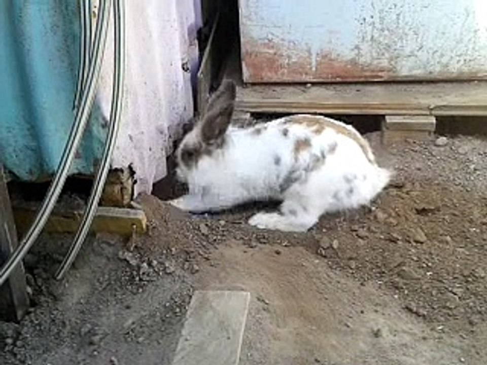Lapin sauve son ami chaton,       Rabbit rescues his kitten friend