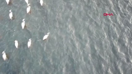 Bitlis'in Zarif ve Beyaz Misafirleri Göçü Erteledi