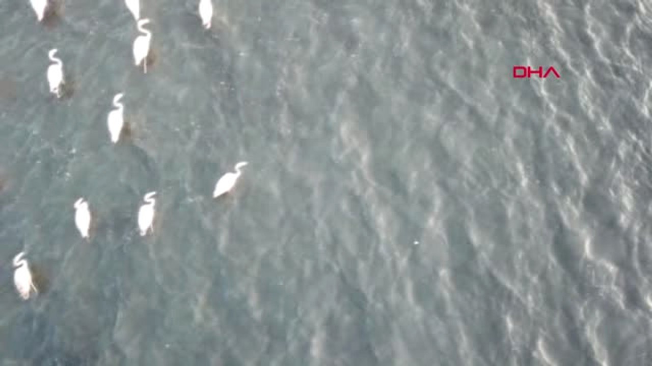 Bitlis'in Zarif ve Beyaz Misafirleri Göçü Erteledi