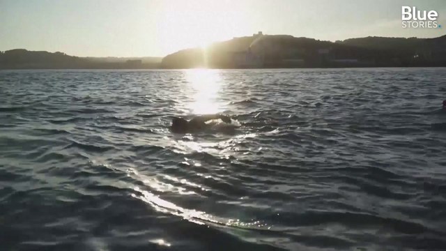 Le Britannique Ross Edgley a fait le tour de la Grande-Bretagne à la nage en 157 jours