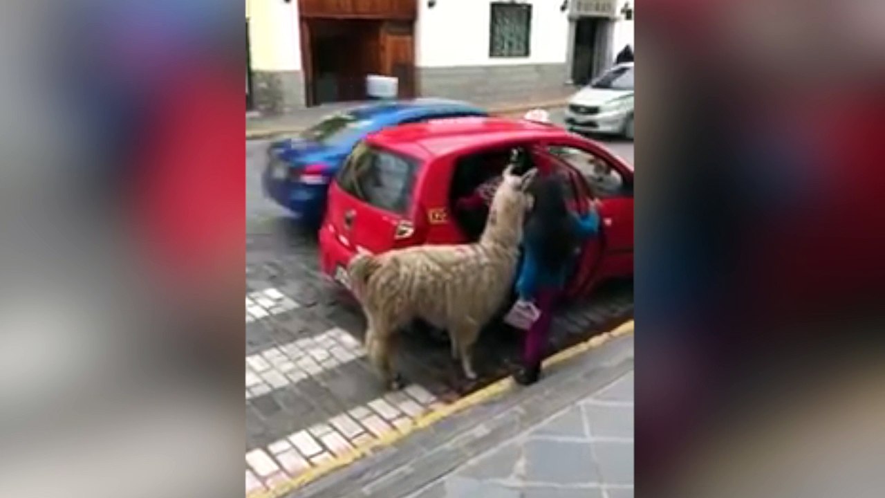 Ver para creer: una llama muy urbanita toma un taxi para volver a casa