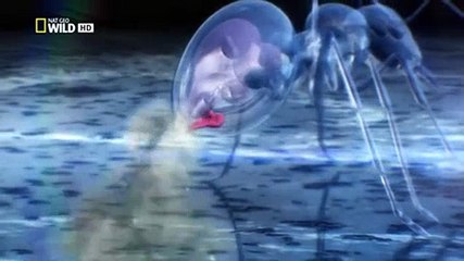 Animal Fight Club S01 E02