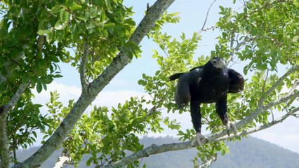 Wild Birds  of  Australia Series 1 3 of 4 Aerial Hunters