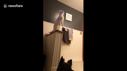 This cat tried and failed to be a parkour master
