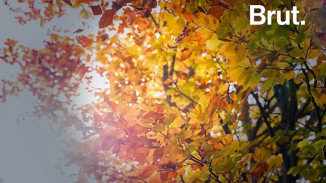 Pourquoi les feuilles tombent-elles des arbres en automne ?