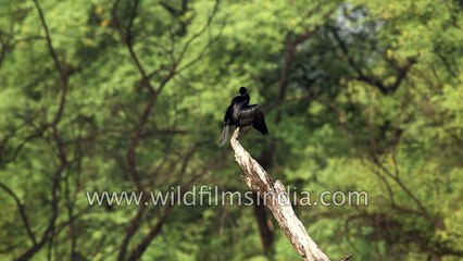 Indian Cormorant sunning on a branch - Bharatpur