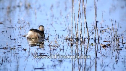 Little Grebe or Dabchick in Bharatpur