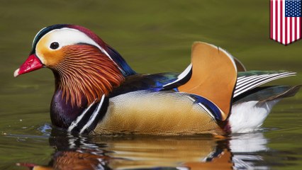 Rare mandarin duck mysteriously pops up in NYC