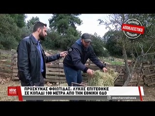 Λύκος επιτέθηκε σε κοπαδι με πρόβατα στη Φθιώτιδα