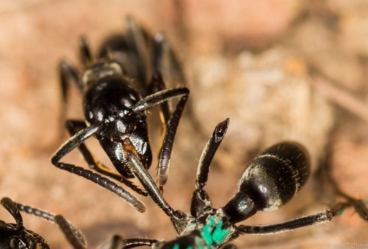 Les meilleures astuces pour se débarrasser des fourmis