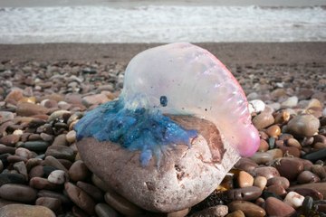 Comment soulager efficacement une piqûre de méduse ?