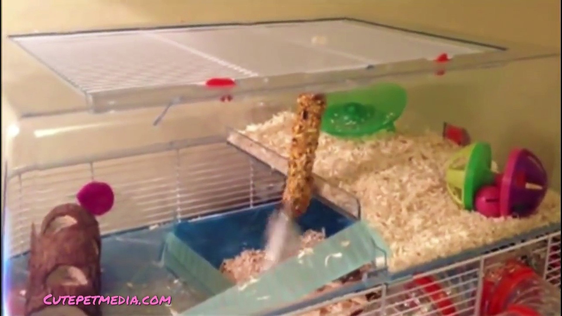 ⁣ANIMAL FAILS FUNNY PET Fails Compilation