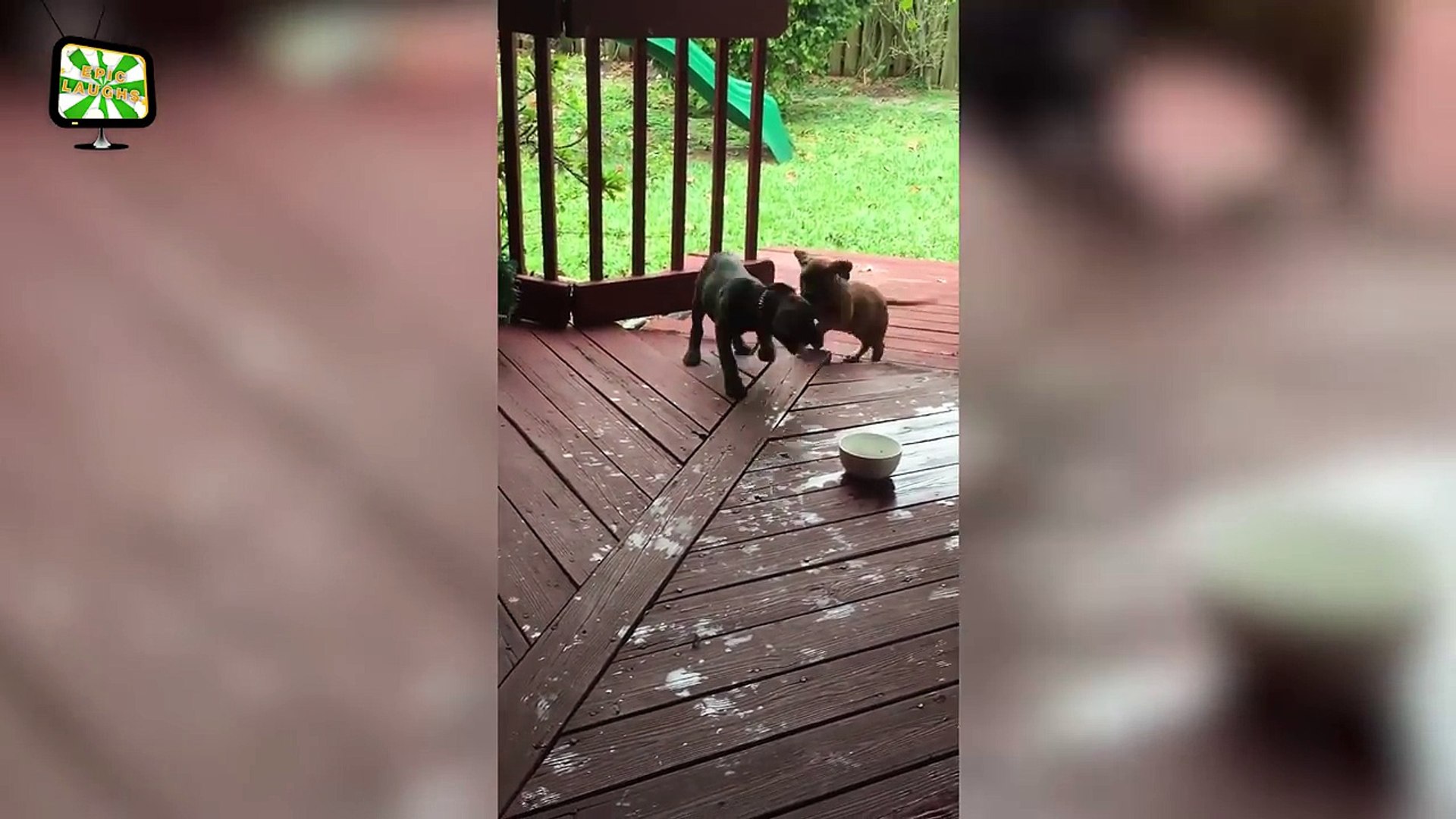 ⁣Funny Pets Fails Funny Pets Playing Epic Laughs