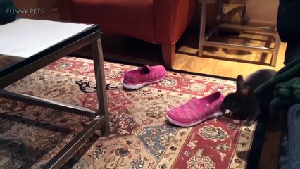Cute Rabbit Fails Funny Rabbits Fails