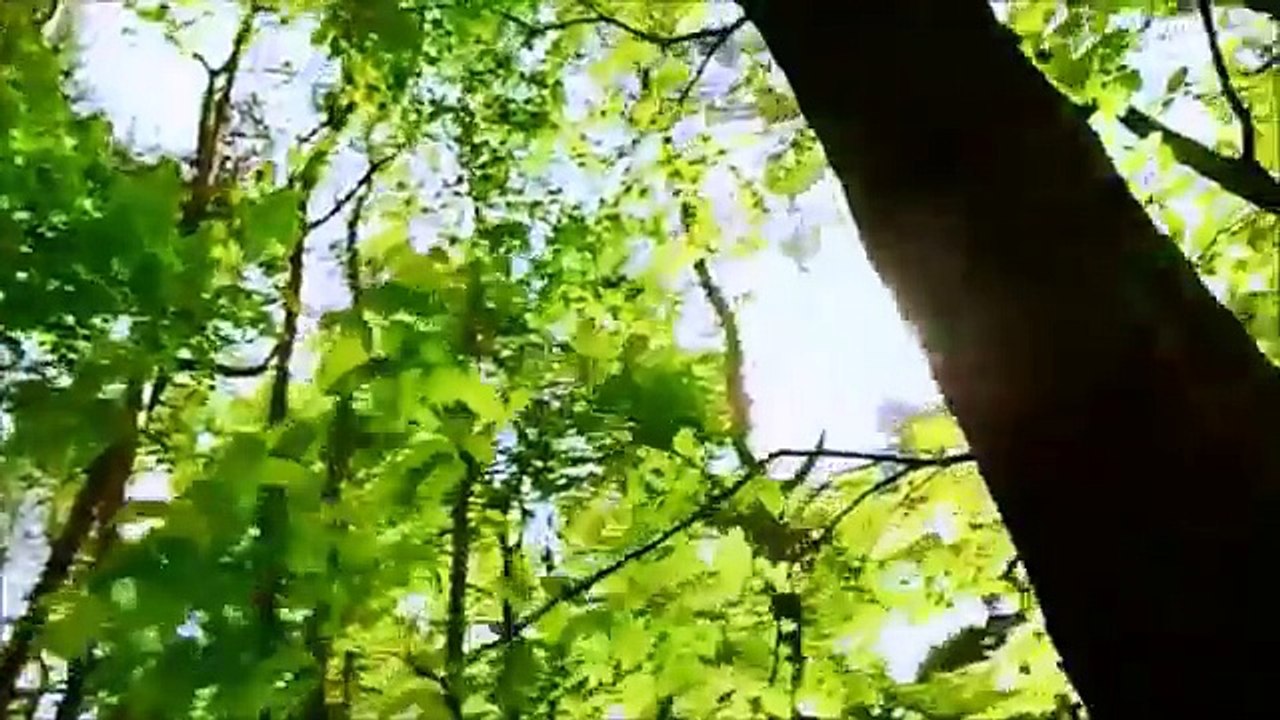  5 Arboles Mas Extraños del Mundo 