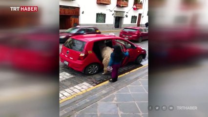 Peru'da bir lama taksiye binerken görüntülendi