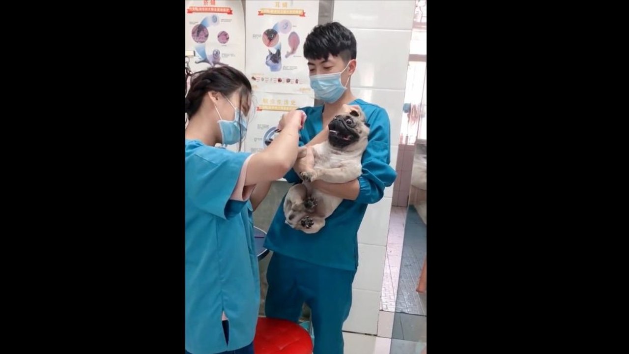 Un chien pleurniche comme une fillette chez le vétérinaire !