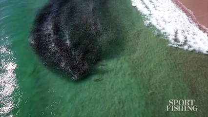 Mesmerizing Drone Video Shows Tarpon Attacking Mullet