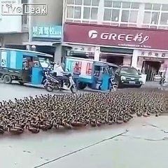 Il promène des milliers de canards dans la rue comme un troupeau !
