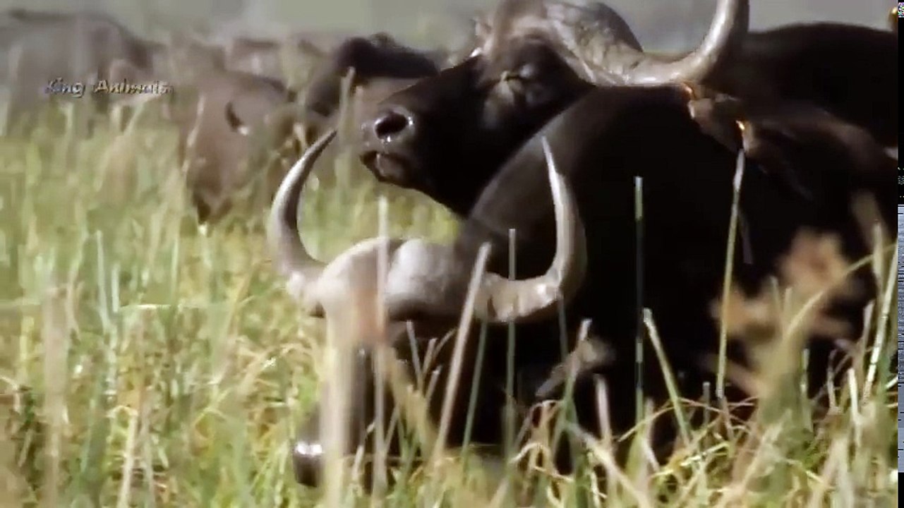 Mother Buffalo Angry when Lion attack her Baby - Lion vs Buffalo Battle is not never