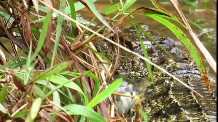 Two Brave Brother saved crocodile Family from Villager - Escape Crocodile to the Safe Place